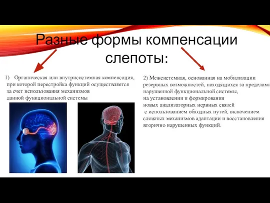 Разные формы компенсации слепоты: Органическая или внутрисистемная компенсация, при которой перестройка