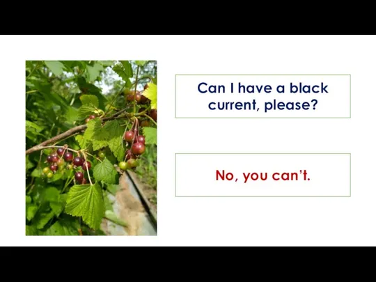 Can I have a black current, please? No, you can’t.