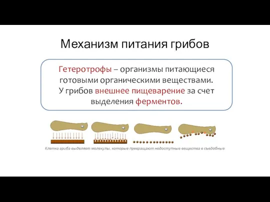 Механизм питания грибов Гетеротрофы – организмы питающиеся готовыми органическими веществами. У