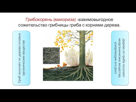 Грибокорень (микориза) -взаимовыгодное сожительство грибницы гриба с корнями дерева. Гриб получает