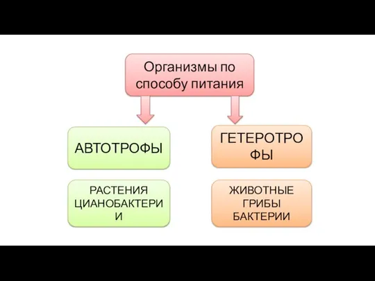 Организмы по способу питания АВТОТРОФЫ ГЕТЕРОТРОФЫ РАСТЕНИЯ ЦИАНОБАКТЕРИИ ЖИВОТНЫЕ ГРИБЫ БАКТЕРИИ