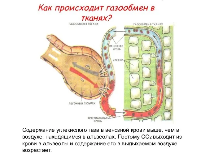 Содержание углекислого газа в венозной крови выше, чем в воздухе, находящимся