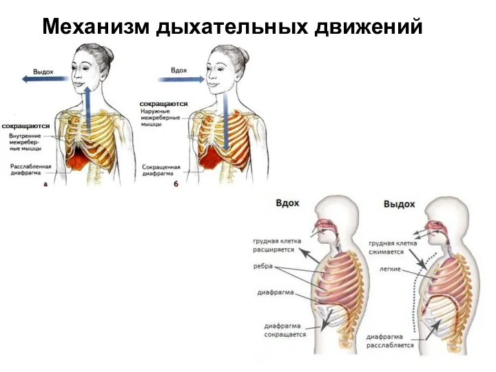 Механизм дыхательных движений