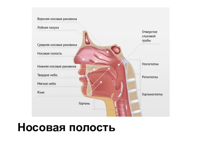 Носовая полость