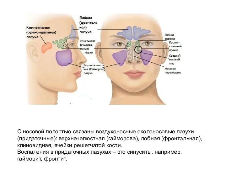 С носовой полостью связаны воздухоносные околоносовые пазухи (придаточные): верхнечелюстная (гайморова), лобная