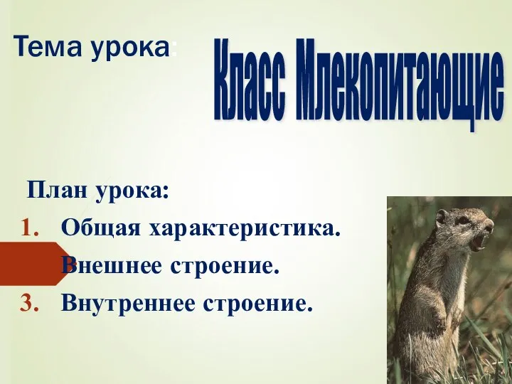 Тема урока: План урока: Общая характеристика. Внешнее строение. Внутреннее строение. Класс Млекопитающие