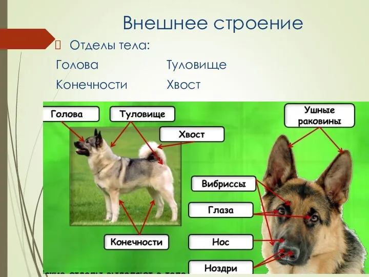 Внешнее строение Отделы тела: Голова Туловище Конечности Хвост