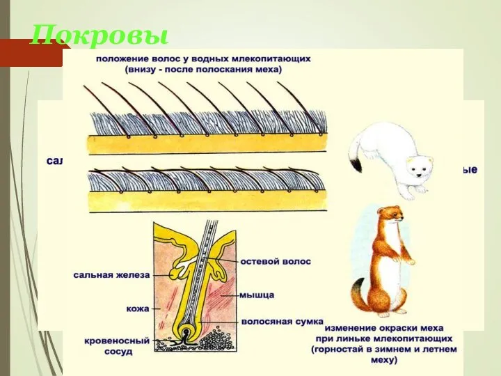 Покровы