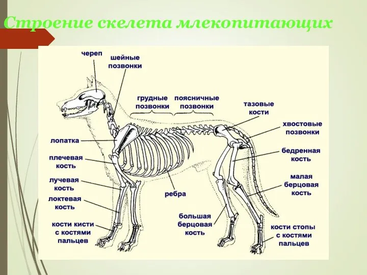 Строение скелета млекопитающих