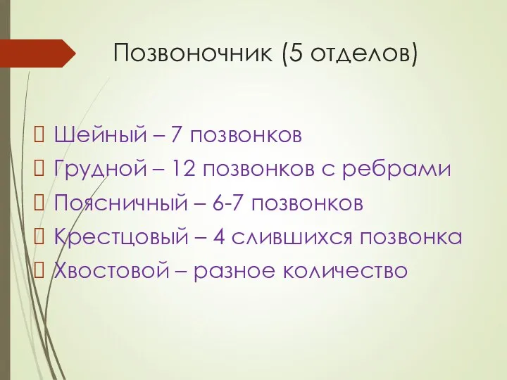 Позвоночник (5 отделов) Шейный – 7 позвонков Грудной – 12 позвонков