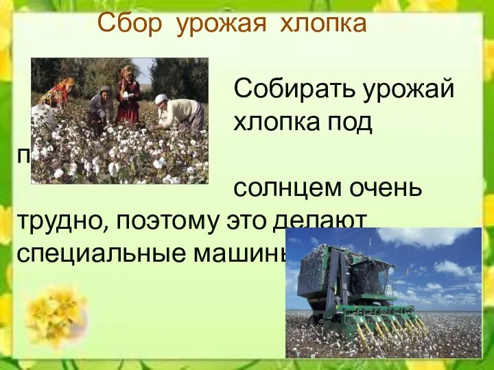 Сбор урожая хлопка Собирать урожай хлопка под палящим солнцем очень трудно, поэтому это делают специальные машины.