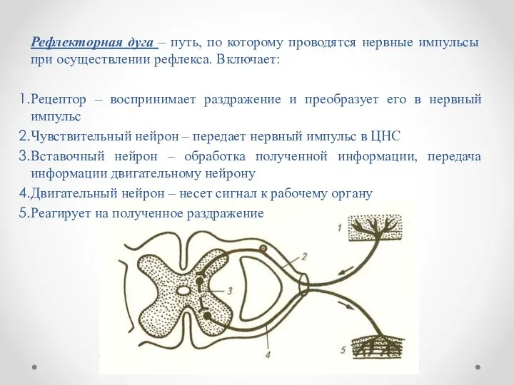 Рефлекторная дуга – путь, по которому проводятся нервные импульсы при осуществлении