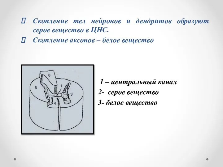 Скопление тел нейронов и дендритов образуют серое вещество в ЦНС. Скопление