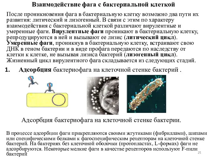 Взаимодействие фага с бактериальной клеткой После проникновения фага в бактериальную клетку