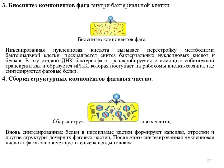 3. Биосинтез компонентов фага внутри бактериальной клетки Биосинтез компонентов фага. Инъецированная