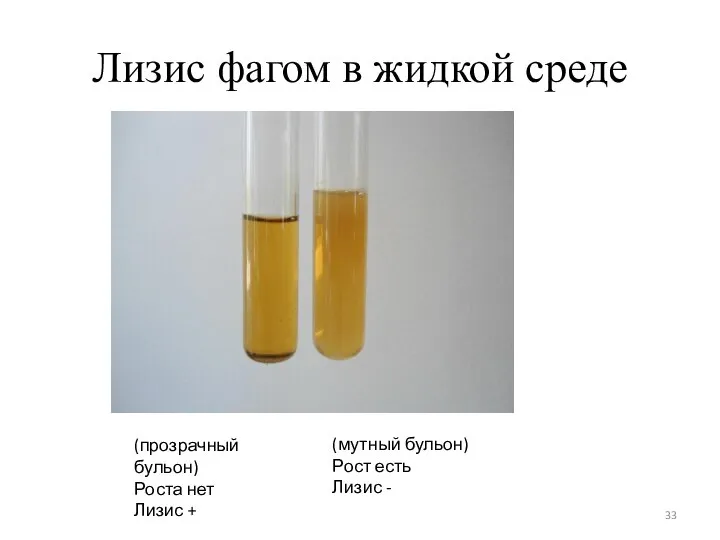 Лизис фагом в жидкой среде (прозрачный бульон) Роста нет Лизис +