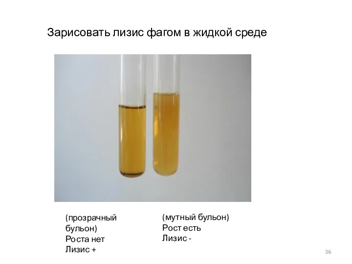 Зарисовать лизис фагом в жидкой среде (прозрачный бульон) Роста нет Лизис