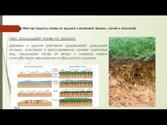 Лес защищает почву от эрозии Деревья и другие растения удерживают дождевые