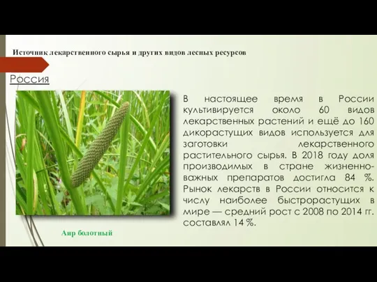 Россия Аир болотный Источник лекарственного сырья и других видов лесных ресурсов