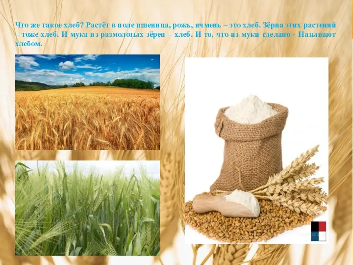 Что же такое хлеб? Растёт в поле пшеница, рожь, ячмень –