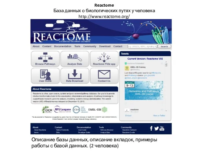 Reactome База данных о биологических путях у человека http://www.reactome.org/ Описание базы