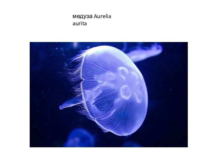 медуза Aurelia aurita