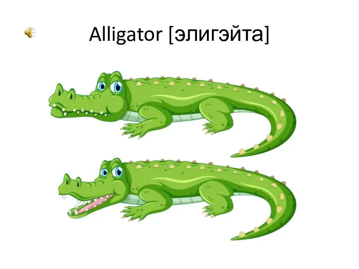 Alligator [элигэйта]