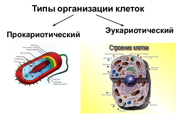Типы организации клеток Прокариотический Эукариотический