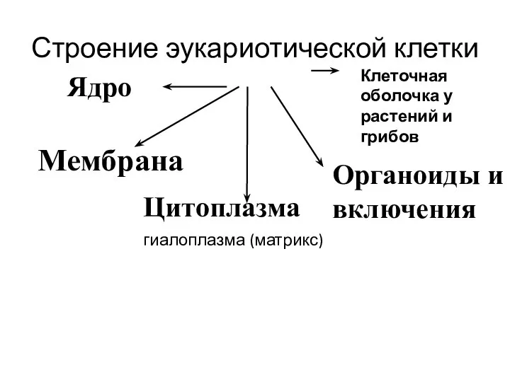 Строение эукариотической клетки Ядро Цитоплазма Органоиды и включения гиалоплазма (матрикс) Клеточная