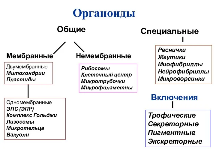 Органоиды Общие Специальные Трофические Секреторные Пигментные Экскреторные Мембранные Немембранные Двумембранные Митохондрии