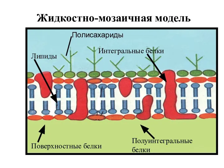 Жидкостно-мозаичная модель Интегральные белки Полуинтегральные белки Поверхностные белки Липиды Полисахариды