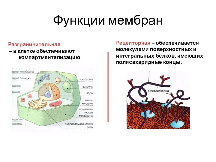 Функции мембран Разграничительная – в клетке обеспечивают компартментализацию Рецепторная – обеспечивается