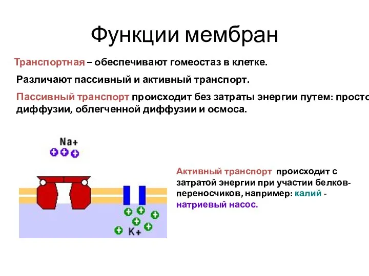 Функции мембран Транспортная – обеспечивают гомеостаз в клетке. Различают пассивный и