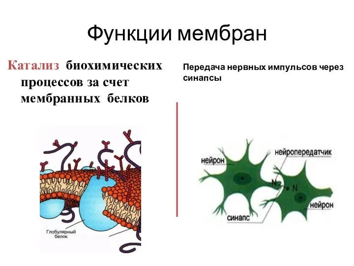 Функции мембран Катализ биохимических процессов за счет мембранных белков Передача нервных импульсов через синапсы