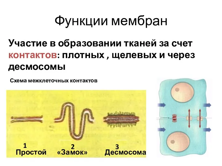 Функции мембран Участие в образовании тканей за счет контактов: плотных , щелевых и через десмосомы