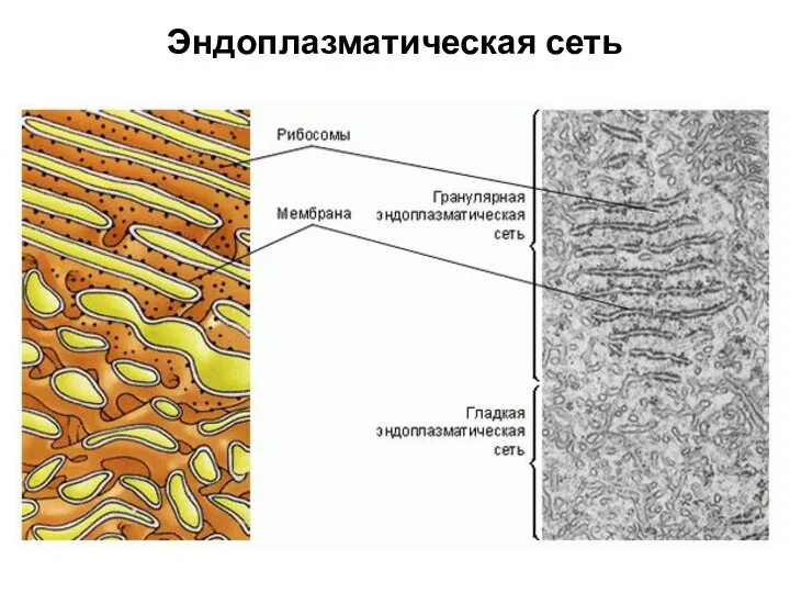 Эндоплазматическая сеть