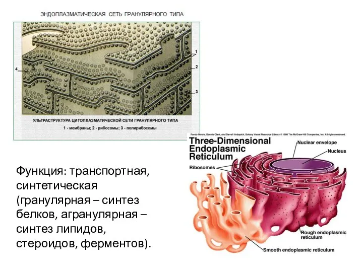 Функция: транспортная, синтетическая (гранулярная – синтез белков, агранулярная – синтез липидов, стероидов, ферментов).