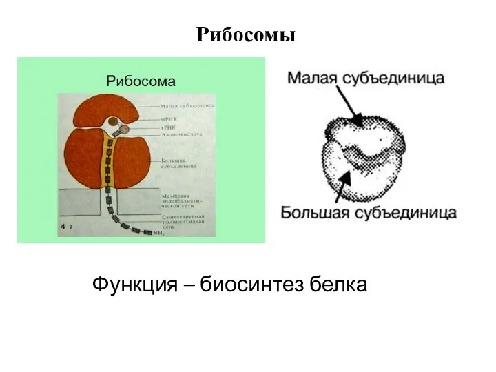 Рибосомы Функция – биосинтез белка