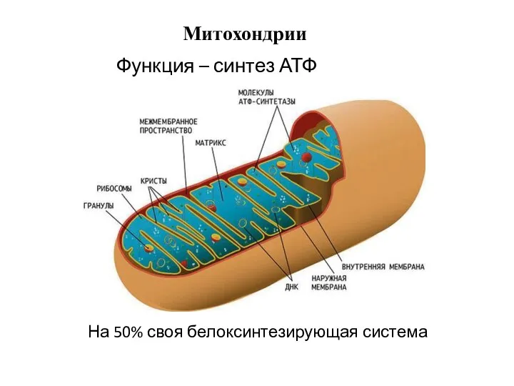 Митохондрии Функция – синтез АТФ На 50% своя белоксинтезирующая система