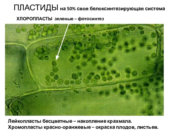 ПЛАСТИДЫ на 50% своя белоксинтезирующая система ХЛОРОПЛАСТЫ зеленые – фотосинтез Лейкопласты