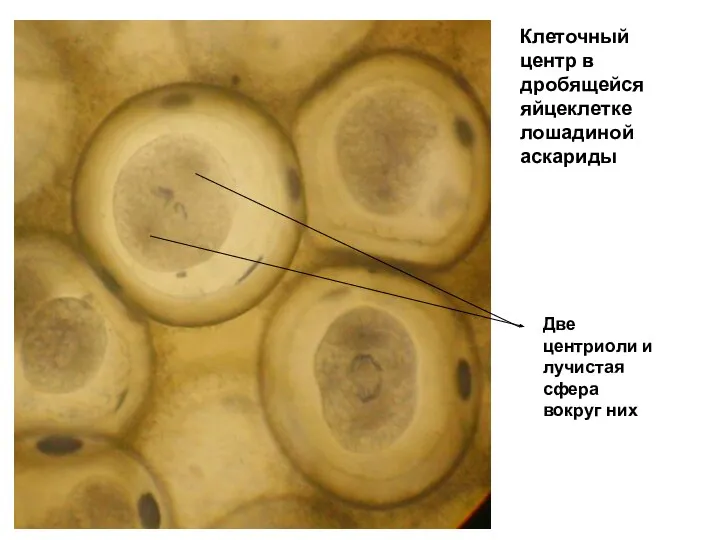Клеточный центр в дробящейся яйцеклетке лошадиной аскариды Две центриоли и лучистая сфера вокруг них