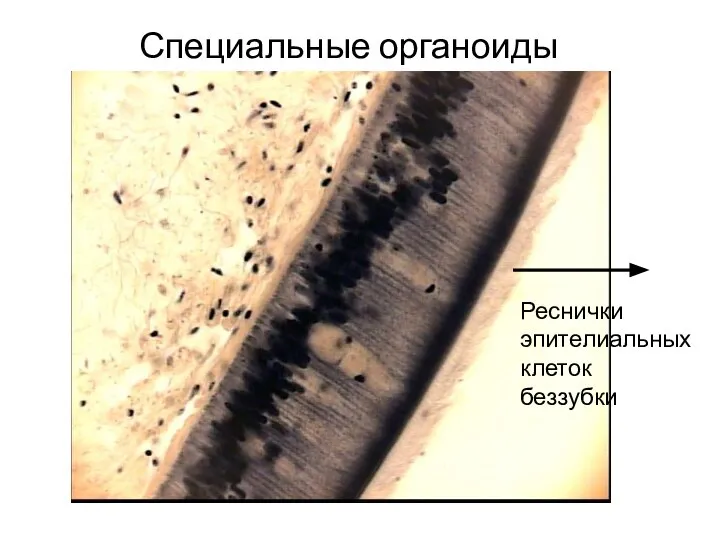 Специальные органоиды Реснички эпителиальных клеток беззубки