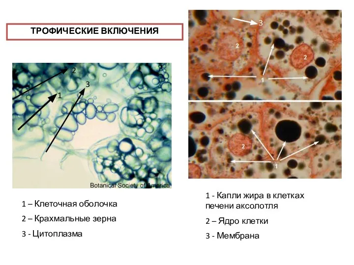 1 - Капли жира в клетках печени аксолотля 2 – Ядро