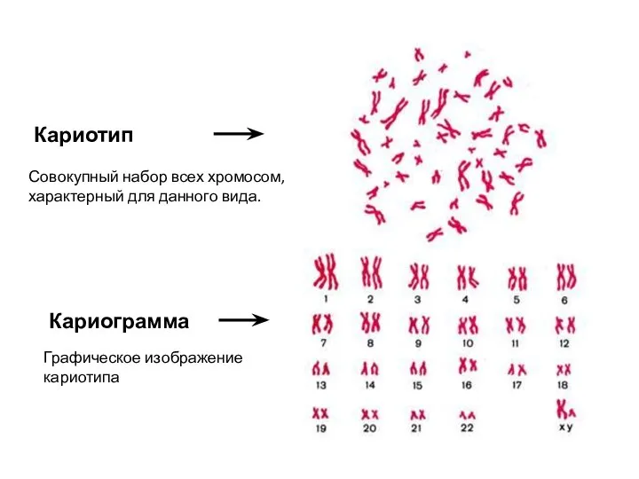 Кариотип Кариограмма Совокупный набор всех хромосом, характерный для данного вида. Графическое изображение кариотипа