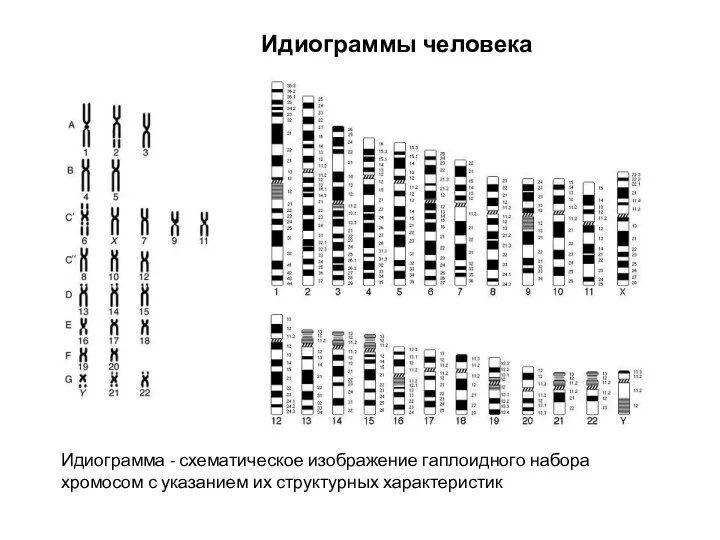 Идиограммы человека Идиограмма - схематическое изображение гаплоидного набора хромосом с указанием их структурных характеристик