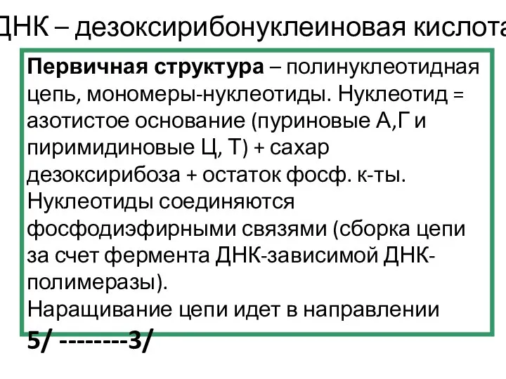 ДНК – дезоксирибонуклеиновая кислота Первичная структура – полинуклеотидная цепь, мономеры-нуклеотиды. Нуклеотид