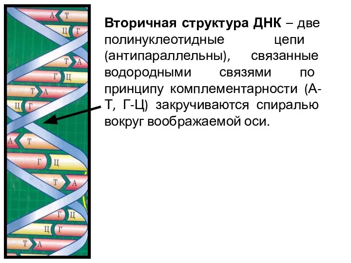 Вторичная структура ДНК – две полинуклеотидные цепи (антипараллельны), связанные водородными связями