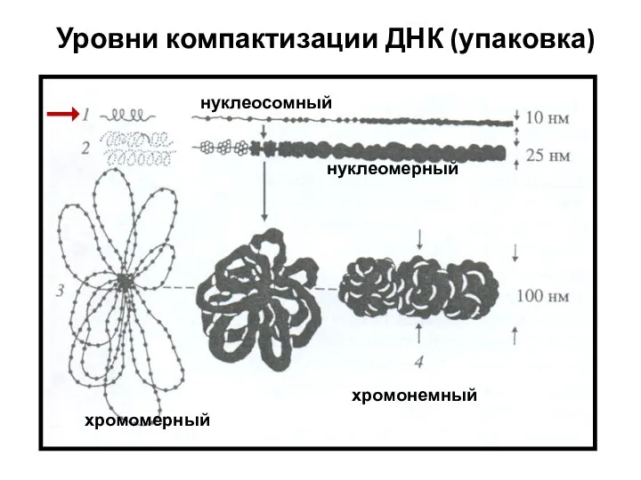 Уровни компактизации ДНК (упаковка) нуклеосомный нуклеомерный хромомерный хромонемный