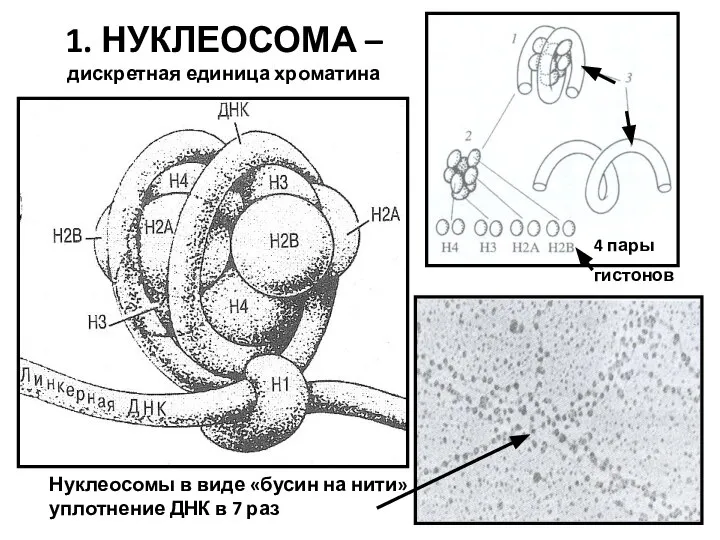 1. НУКЛЕОСОМА – дискретная единица хроматина 4 пары гистонов Нуклеосомы в
