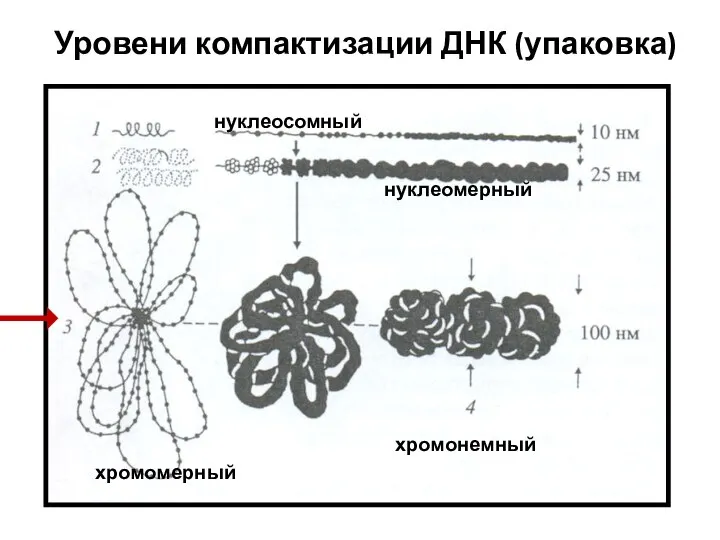 Уровени компактизации ДНК (упаковка) нуклеосомный нуклеомерный хромомерный хромонемный